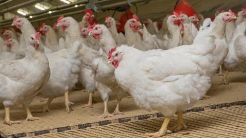 CDC confirms new D1.3 bird flu genotype in recent human case in Ohio