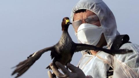 Bird flu is hitting the U.S. hard. Now, birds are flying north