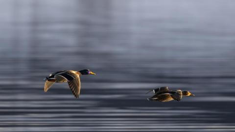 Canada slowest in reporting bird flu at 618 days – but COVID shows we can do better