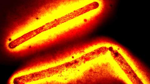 Fatal H5N1 case reported in Indian toddler