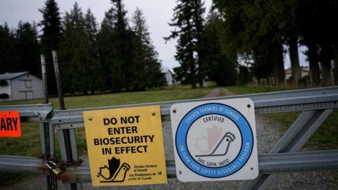 With 8.7 million birds dead, B.C. farmers assess avian flu toll, and worry about what's next