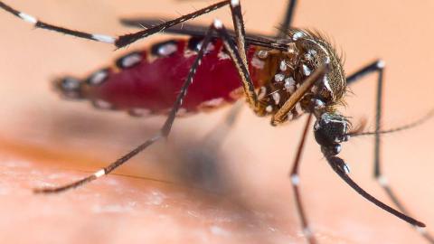 Brazil authorizes Valneva’s chikungunya vaccine