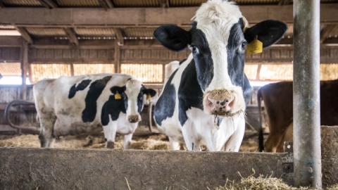A Spray in a Cow’s Nose Could Soon Protect It, and People, From Bird Flu