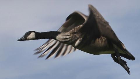 'Be careful out there': spring migration raises bird flu concerns