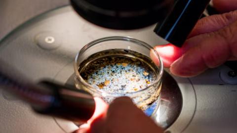 Microplastics found in human ovary follicular fluid for the first time