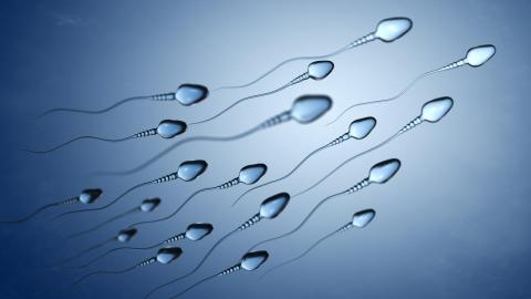 Analysis suggests COVID-19 diminishes sperm quality