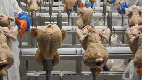 USDA withdraws a plan to limit salmonella levels in raw poultry