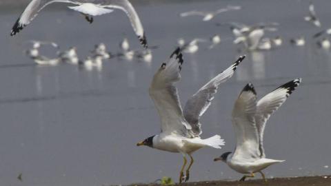 Top virologists urge world leaders to act on rising avian flu threat