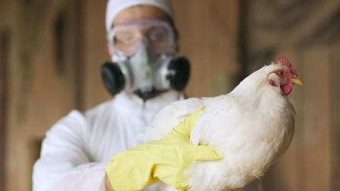 Bird flu isn't as silent as we think — experts caution the pandemic threat is still growing