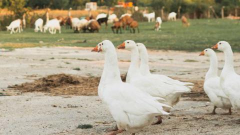 Prepare for a bird flu pandemic now, virologists urge