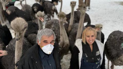 B.C ostrich farm 'devastated' after federal judge rules cull of nearly 400 birds can proceed