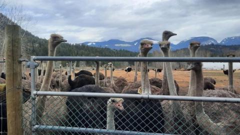 Supporters converge on B.C. ostrich farm as food agency confirms cull of flock