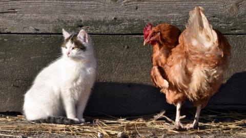 Bird flu in pet cats is on the rise. What owners need to know