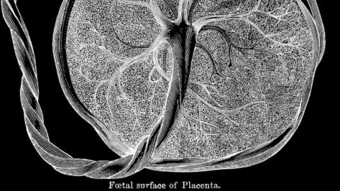 Placenta bandages have far more health benefits than risky placenta pills