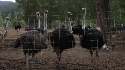 RFK Jr. asks Canadian regulator to reconsider ostrich cull at B.C. farm