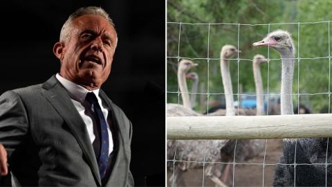 RFK Jr. urges Canadian health officials to spare B.C. ostrich flock from cull