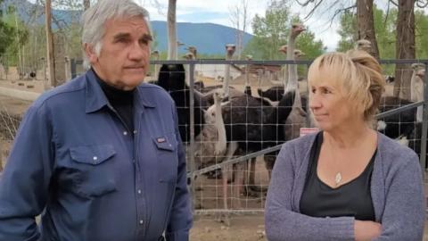 Let's talk about the ostriches.