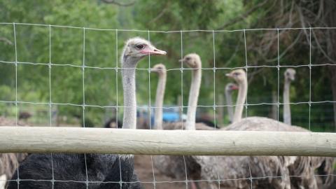 Union president raises safety concerns for its CFIA members tasked with B.C. ostrich cull