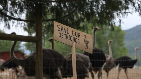 B.C. ostrich farm declines help from Dr. Oz to save birds from planned cull