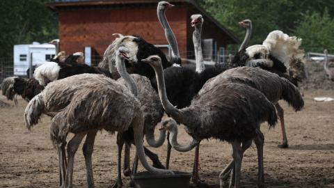 Canada wants to kill 400 ostriches. Sadly, it's the right thing to do