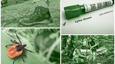 What should I know about ticks and Lyme disease?
