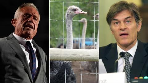 How the fate of a herd of ostriches on a small B.C. farm caught the attention of the Trump administration