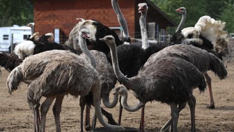 The Scientific and Ethical Case for Sparing the Ostriches