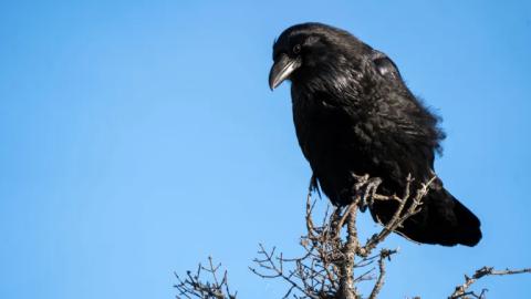 Bird flu confirmed in two Yellowknife birds
