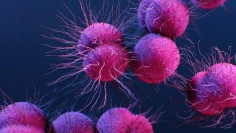 FDA to review new oral gonorrhea antibiotic