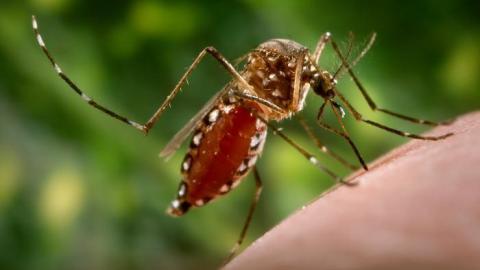 Research highlights high risk of multi-organ complications, death after dengue infection