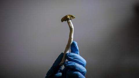 Federal court rules Health Canada decision to block experiential psilocybin training was unreasonable