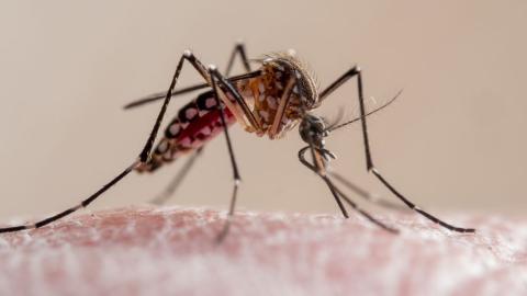 Yellow fever has broken out of Brazil. The U.S. isn't ready.