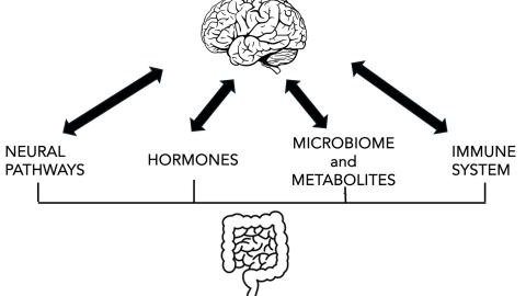 The Gut-Brain Axis Takes Center Stage