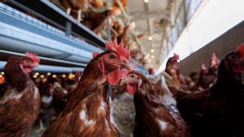 USDA develops potential plan to vaccinate poultry for bird flu