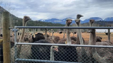 Court grants pause of potential ostrich cull at B.C. farm, pending review