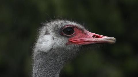 Judge refuses to allow more avian flu tests on ostriches at B.C. farm