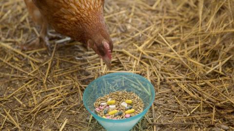 Antibiotics used in food-animal production linked to resistance in people