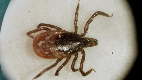 Climate change is driving a rise in tick-borne diseases. Here's what to know.