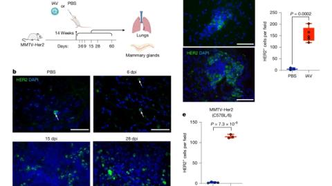 Respiratory viral infections awaken metastatic breast cancer cells in lungs