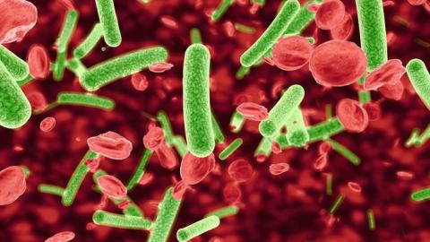 Study supports shorter antibiotic courses for bloodstream infections