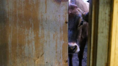 Bird Flu May Be Airborne on Dairy Farms, Scientists Report