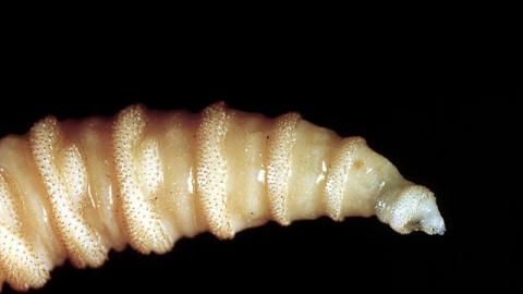 Texas prepares for war as invasion of flesh-eating flies appears imminent