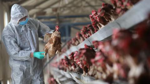 China bans Spanish poultry imports due to bird flu
