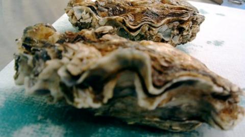 Why I’m never eating raw oysters again