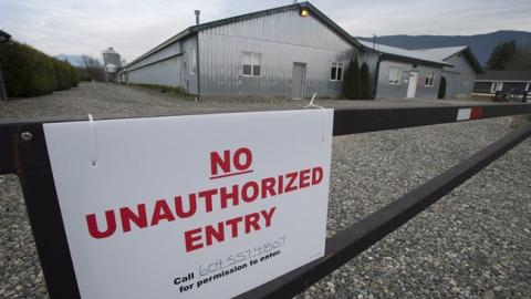 18 poultry farms in B.C. dealing with avian flu outbreaks