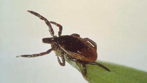 Like it or not, the ticks are advancing and Canadians will have to adapt