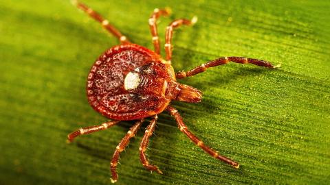 What to know about alpha-gal syndrome, the life-threatening meat allergy caused by tick bites