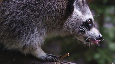 Raccoon rabies outbreak still growing, Quebec public health officials say