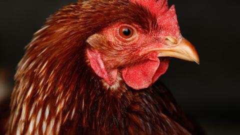 Can I get sick from bird flu? What are the symptoms, and are chicken and eggs safe to eat?