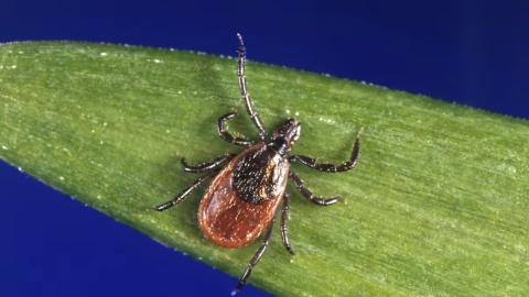 Tick reports are surging in Canada. These areas are most affected.